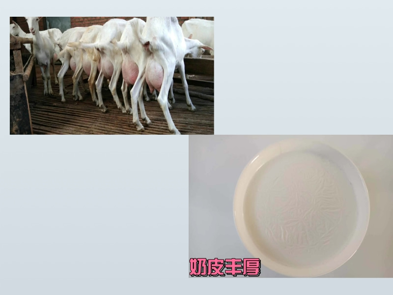 反芻（奶羊）